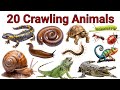 बच्चों के लिए 20 Crawling Animals 🐢 | 20 Crawling Animals for Kids 🐍🐢 | Learn Animal Names