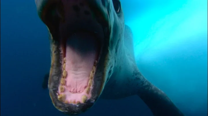 Krill and Its Place in the Antarctica Food Chain - DayDayNews
