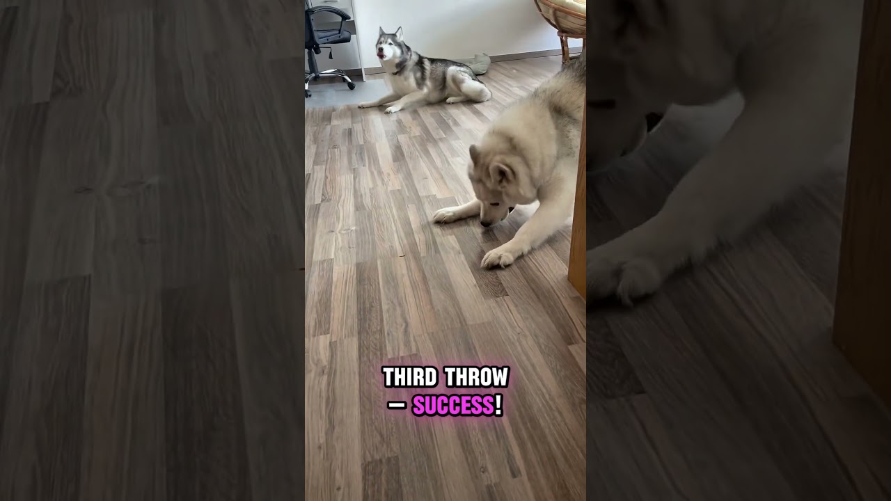 Akim vs The Ball 🎾 | 3 Tries, 0 Interest (Husky Logic) 