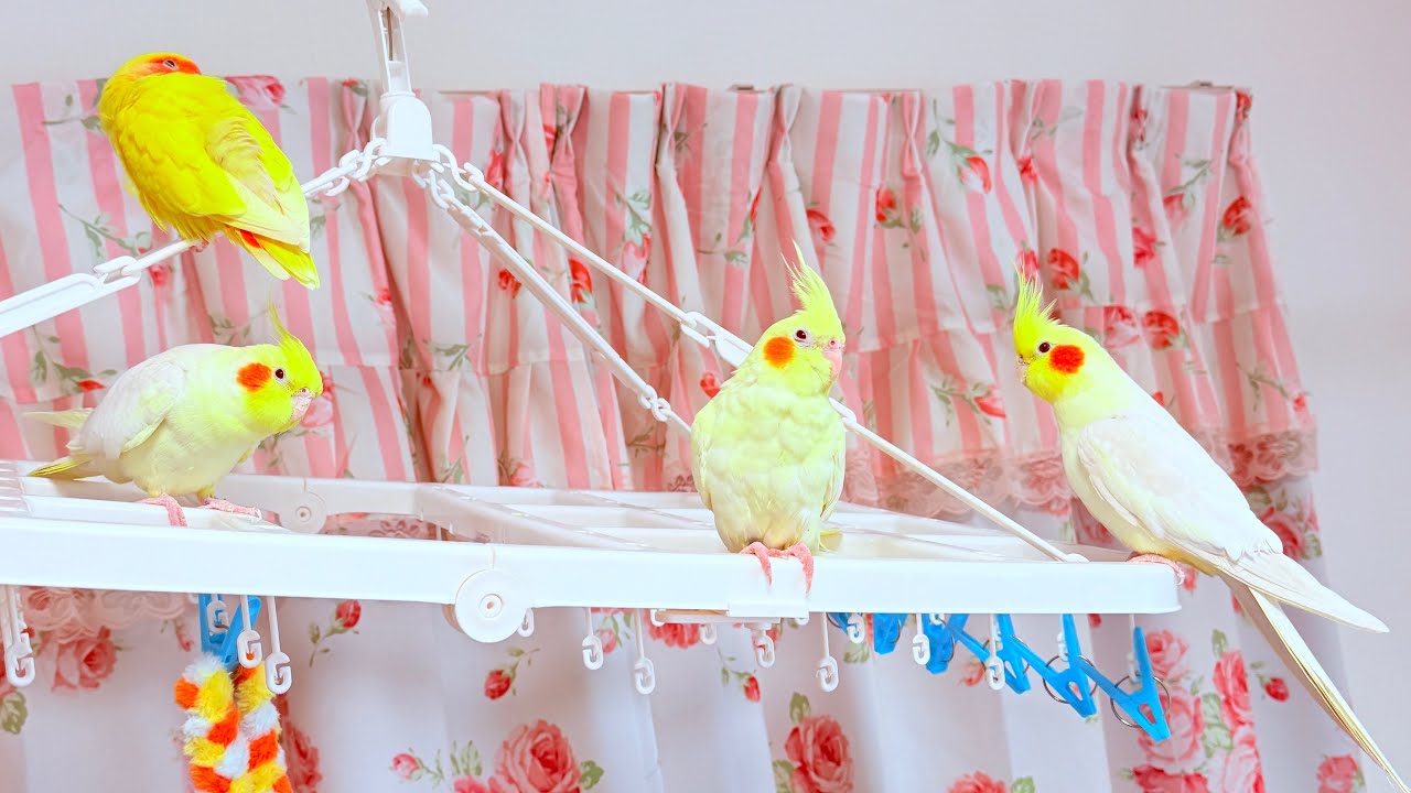 かわいいそーくんとふーちゃんとしーくんとらんちゃん Cute So-kun, Fu