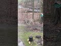 Deer at feeder before dark #shorts