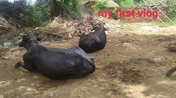 my first vlog buffalo and cow video #buffalo