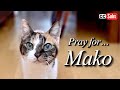 【Vlog】Pray for… 愛貓 Mako 和 我們的臺灣生活