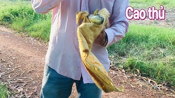 Đi câu cá rô đồng cùng cao thủ