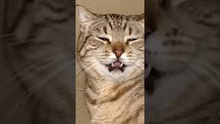 Funny Cut Cat 