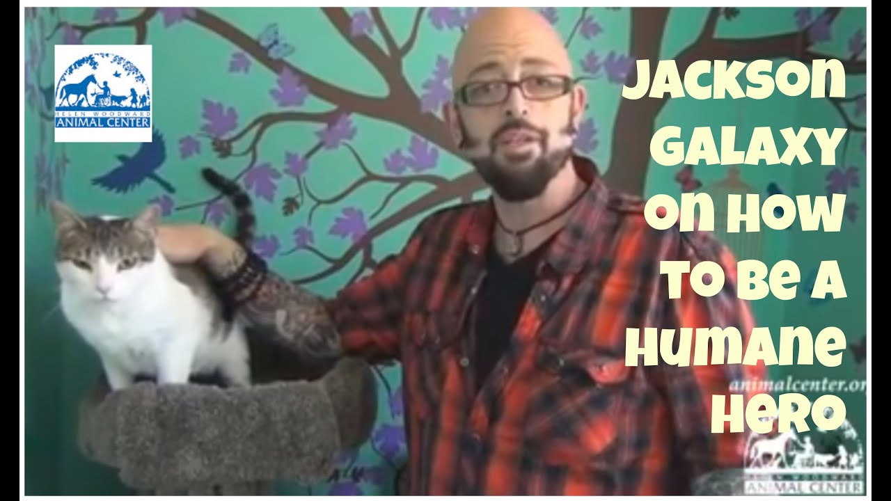 Jackson Galaxy How To Be a Humane Hero For Cats YouTube