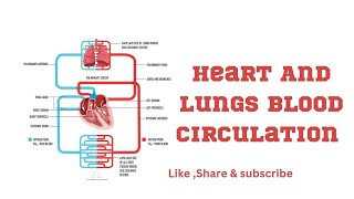 Blood circulation in heart | Anatomyverse