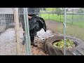 Composting with the chickens today