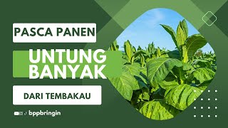 Untung Banyak dari Tembakau!