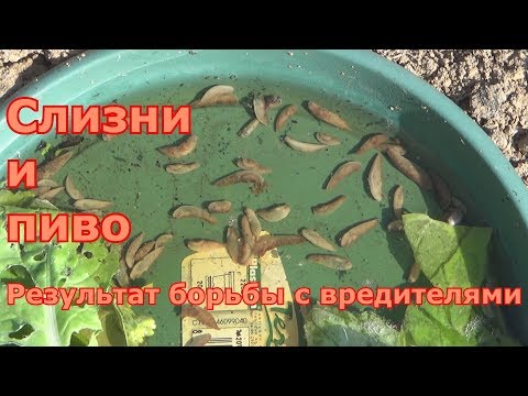 Борьба со слизнями и улитками продолжается. Результат использования пива Борьба со слизнями и улитками продолжается. Результат использования пива