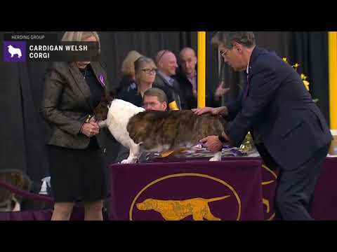 Vídeo: Cardigan Welsh Corgi Dog Race Hipoal·lergènic, De Salut I De Vida