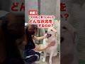「大好き」と言われたハスキー達のリアクションが尊すぎる🐾#ハスキー #大型犬 #可愛い