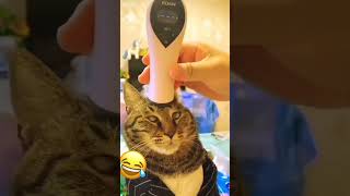Ninja Cat tries to sing - Crazy Reaction 🎯 Perfect Timing!
