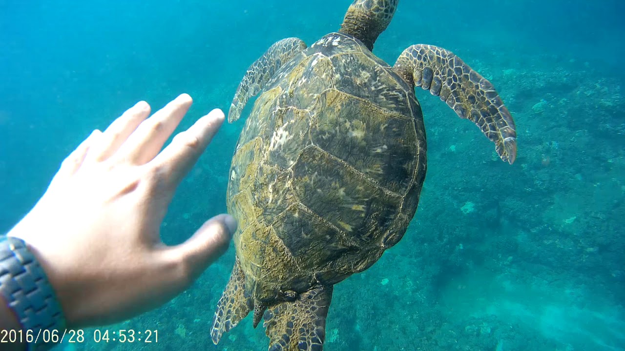 Swimming with a giant turtle in Kauai, Hawaii YouTube