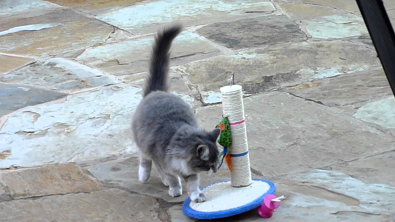 Feral cats with a cat toy YouTube