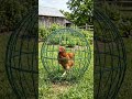 Jaula móvil para gallinas: pastoreo controlado sin dañar el cultivo.