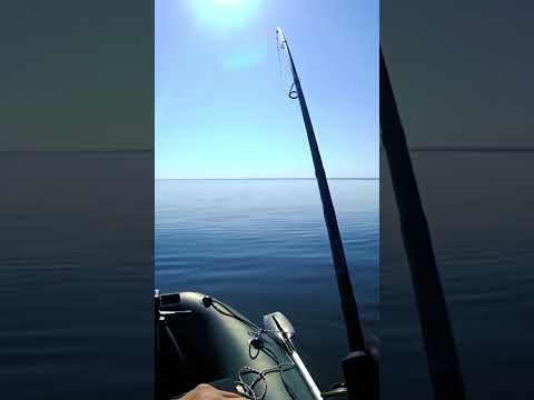 Рыбалка в пекло! #fishing #tiktok #nature #shorts #akkoi #norstream #zander #джиг #волга #рыбалка