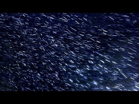 Футаж Метель. Очень Красивое Видео Метель Кружится в Лучах Света. Метель Кружится Футаж Видео Метель
