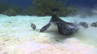 Divocean divecenter Bonaire