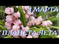 Много Биг Липов привезли в Планета Лета к 8 Марта