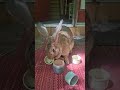 Bunny Plays With Stacking Cups! #bunny #rabbit #rabbittoys #pets