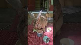 Bunny Plays With Stacking Cups! #bunny #rabbit #rabbittoys #pets