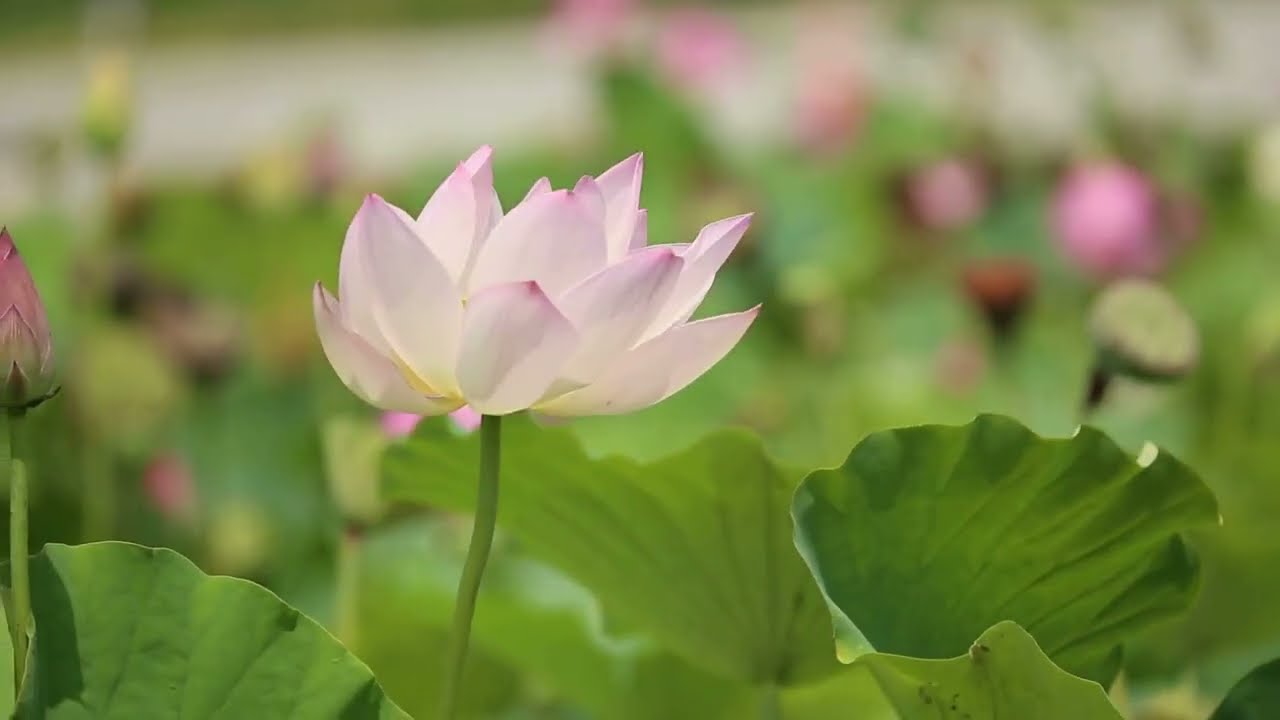 Спотыкаясь о совесть