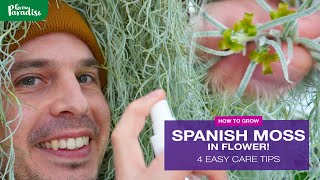 Spanish Moss in flower | 5 tips how you grow Spanish moss air plants (Tillandsia usneoides)