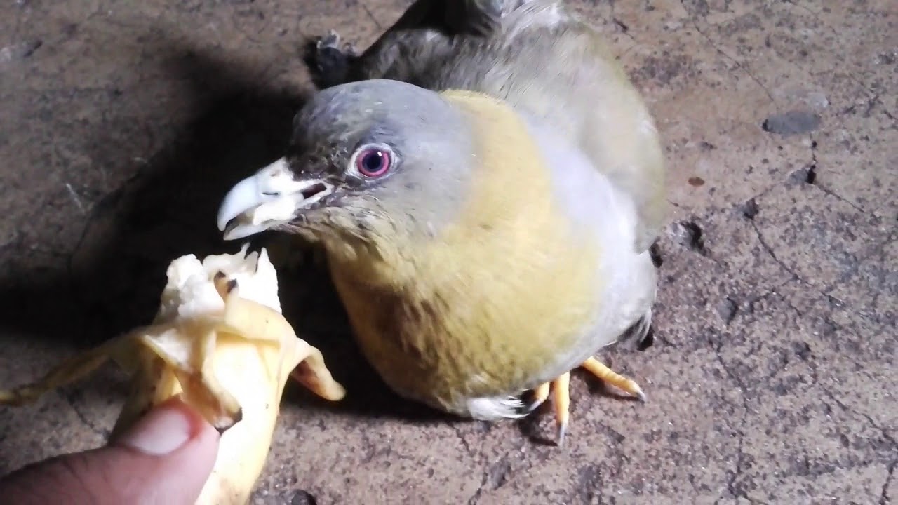Feeding Yellow Footed Green Pigeon Treron Phoenicopterus Youtube Feeding Yellow Footed Green Pigeon Treron Phoenicopterus Youtube