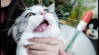 Give the cat medicine, after the medicine, the cat looks shocked? | SanHua Cat Live