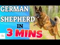 German Shepherd Dog Breed in 3 Minutes (2021)!  About the GERMAN SHEPHERD Dogs in short!