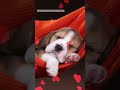 Relaxing Dog Music Super Effective Piano Lullaby For Labradors Shorts Relaxing Dog Music Super Effective Piano Lullaby For Labradors Shorts