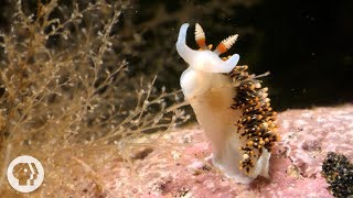 This Adorable Sea Slug is a Sneaky Little Thief | Deep Look