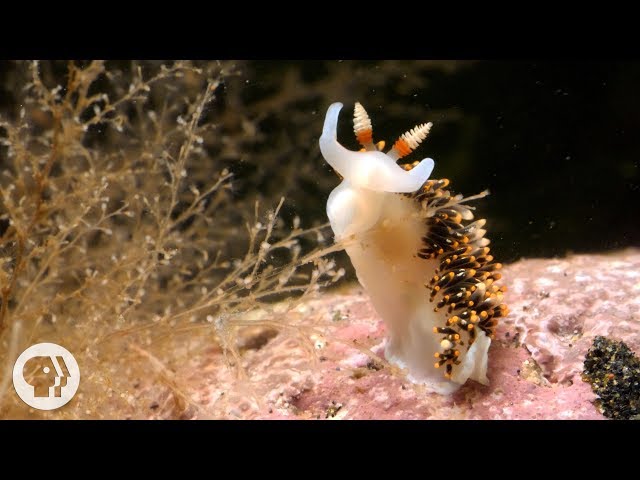 This Adorable Sea Slug is a Sneaky Little Thief | Deep Look class=