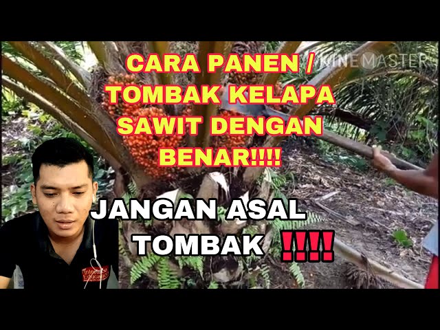 #KELAPA_SAWIT  CARA PANEN / TOMBAK BUAH KELAPA SAWIT DENGAN BETUL AGAR BUAH SENTIASA BESAR DAN BERAT class=