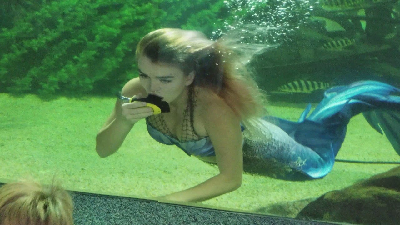 Newport Aquarium 2017