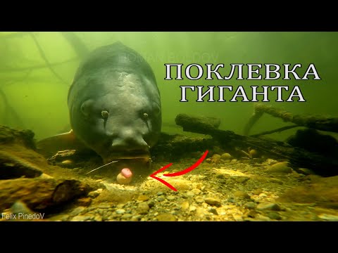 Видео: Как Клюёт Гигантский Карп? Поклевка большого карпа. Подводная съёмка на рыбалке.