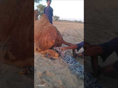 رجل يسحب قطعة قماش سقطت من أسفل البدلة