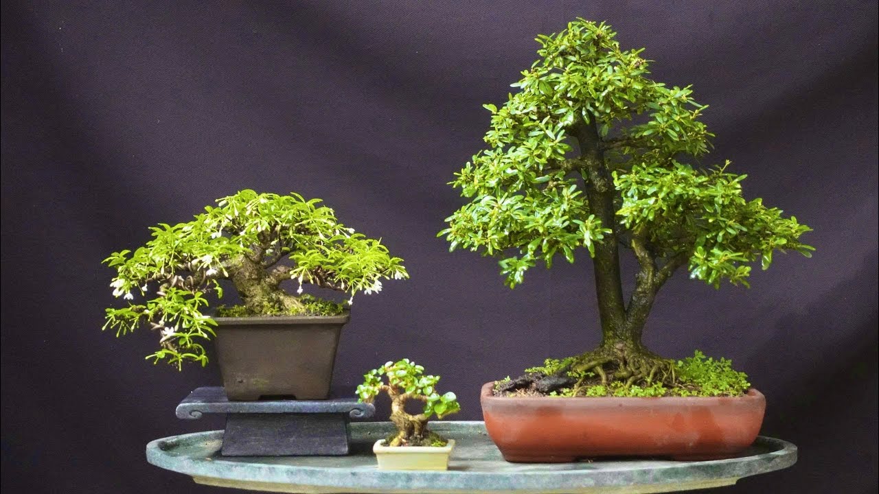 BONSAI MINI ĐỂ BÀN . VIDEO NGÀY 26/2/2026