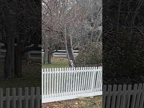 Оленьи 'скачки' #shorts #shortvideo #шортс #олени #nevada #genoa #shortsvideo