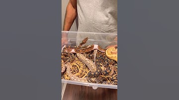 HANDFUL Of Beautiful Baby Snakes! 🤩🐍