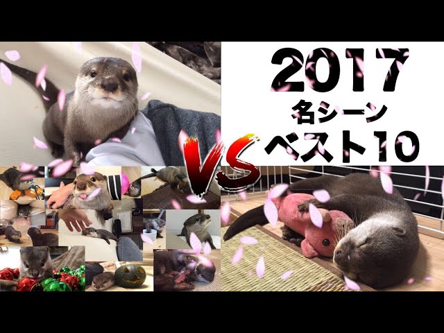 カワウソさくら 2017年名シーンベスト10〜視聴者コメントを添えて〜 10 favorite otter videos of 2017