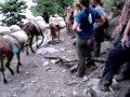 Mule Carriers