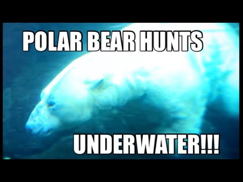 berring sea originals fish and polar bear and hunter vs. Ringed Seal Animal adaptations help animals stay alive by protecting them from predators or making it easier to catch prey Hunters in Alaska once found