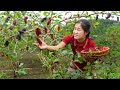 Harvesting mulberry to sell  ostrich care  ella daily life
