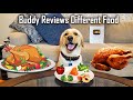 My Dog Reviews Food | Labrador Taste Test | Buddy's Lucky Day