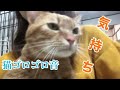 茶トラ猫ゴロゴロ音