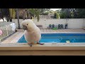 Feeding wild cockatoo in my backyard