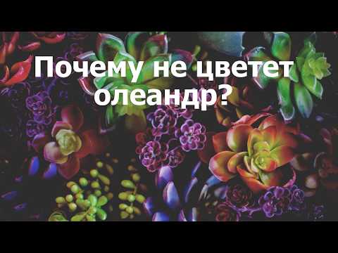 Почему не цветет олеандр?