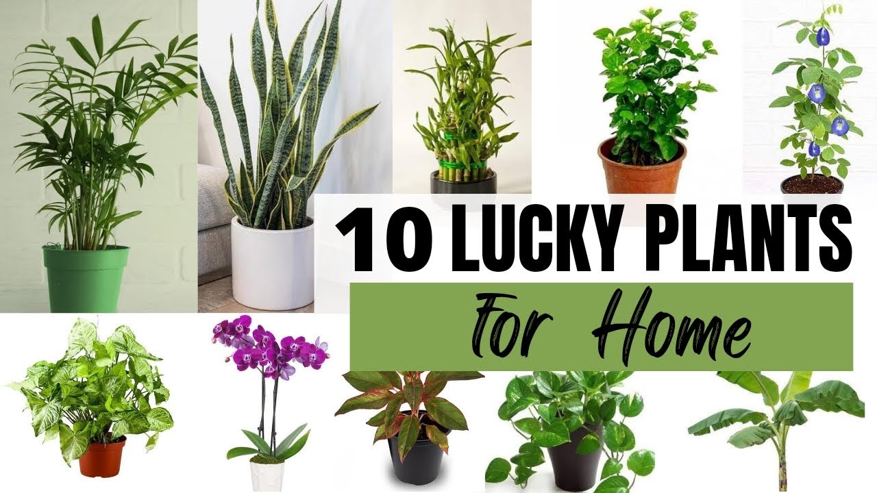 Top 10 Lucky Plants for Home| Vastu Plants |Feng Shui plants| Best ...